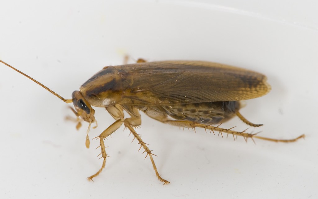 Imagen de la "Blattella germanica".