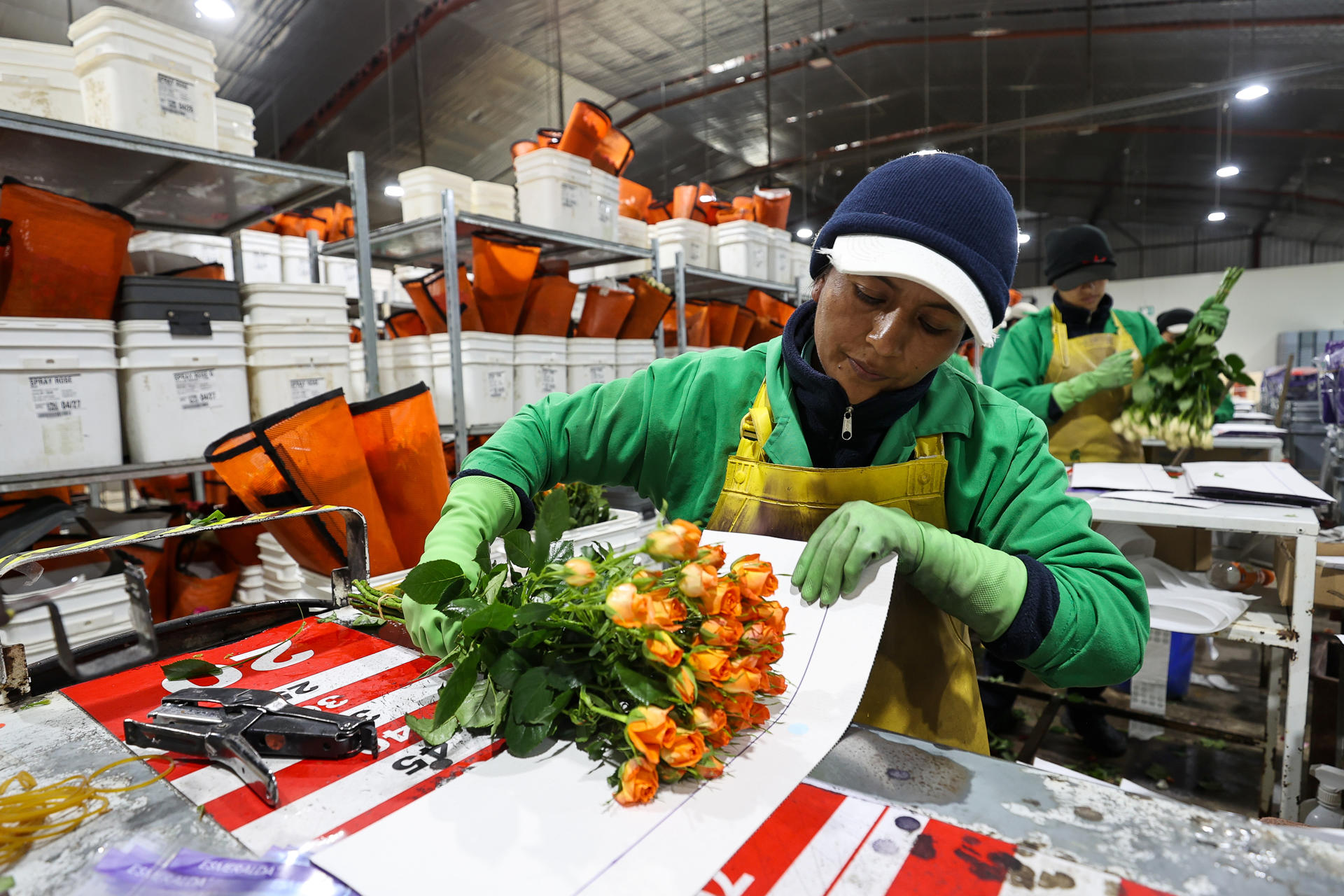ACOMPAÑA CRÓNICA: ECUADOR FLORES QUI01. QUINCHE (ECUADOR) 02/05/2025.- Personas trabajan seleccionando flores en el cultivo Esmeralda Farms, el 29 de abril de 2025 en el sector del Quinche (Ecuador). Las flores ecuatorianas son exportadas para el día de la Madre. Como un mensaje de amor en forma de pétalos, que en esta temporada llegarán a miles de madres en distintas partes del mundo, las rosas ecuatorianas cruzan mares y montañas con sus vibrantes colores, que agradecen a su ubicación geográfica y un meticuloso cuidado en el corazón de los Andes. EFE/José Jácome
