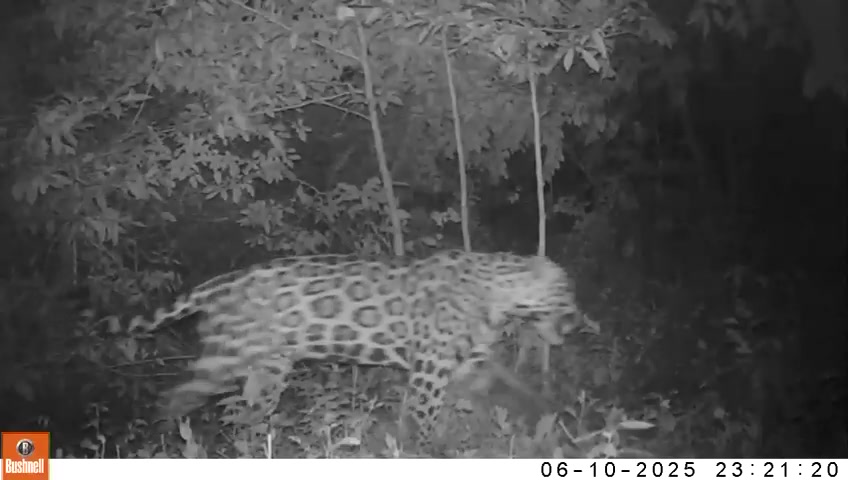 Confirman presencia de jaguar en la cuenca baja del río Bogotá y piden protegerlo