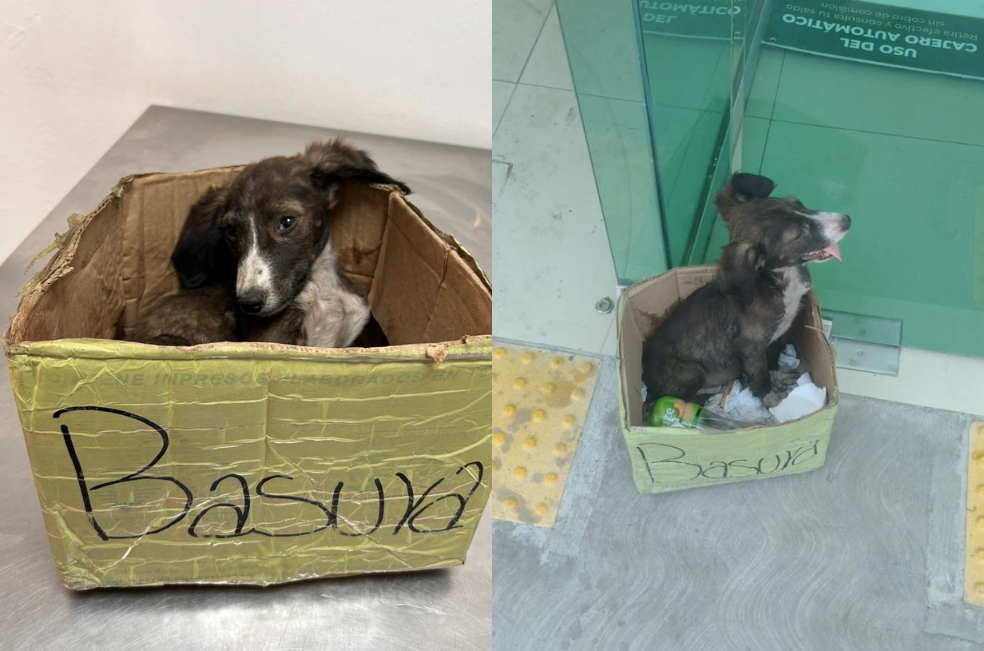 A este perrito lo abandonaron dentro de una caja con la palabra “basura”: ya está a salvo