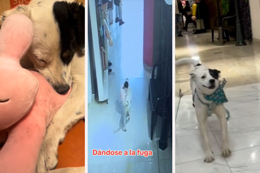 Perro roba un peluche de famosa tienda y termina siendo adoptado, ¿cómo pasó?