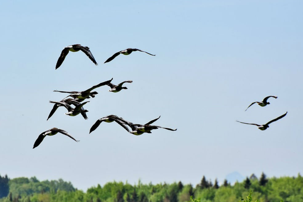 Pérdida de humedales en América es la mayor amenaza para aves migratorias: ONU