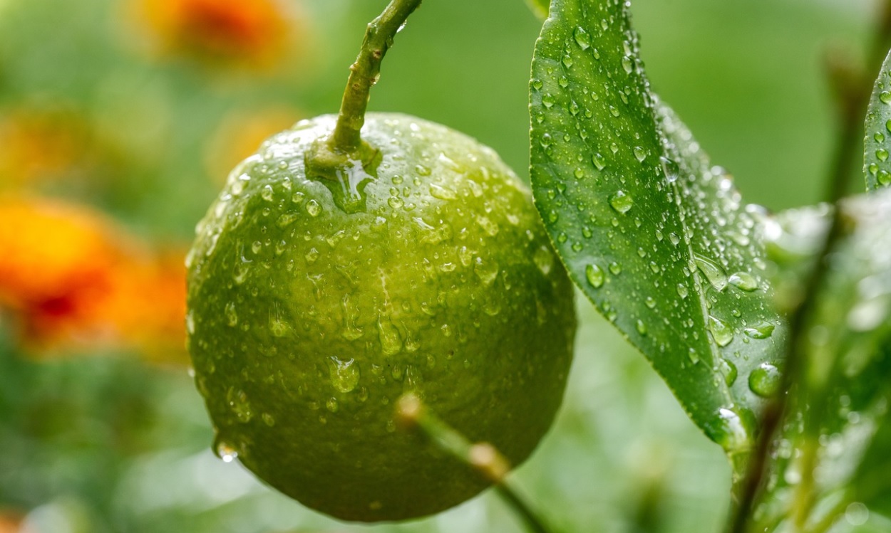 Día Internacional del Limón: seis recetas para rendirle homenaje a esta fruta