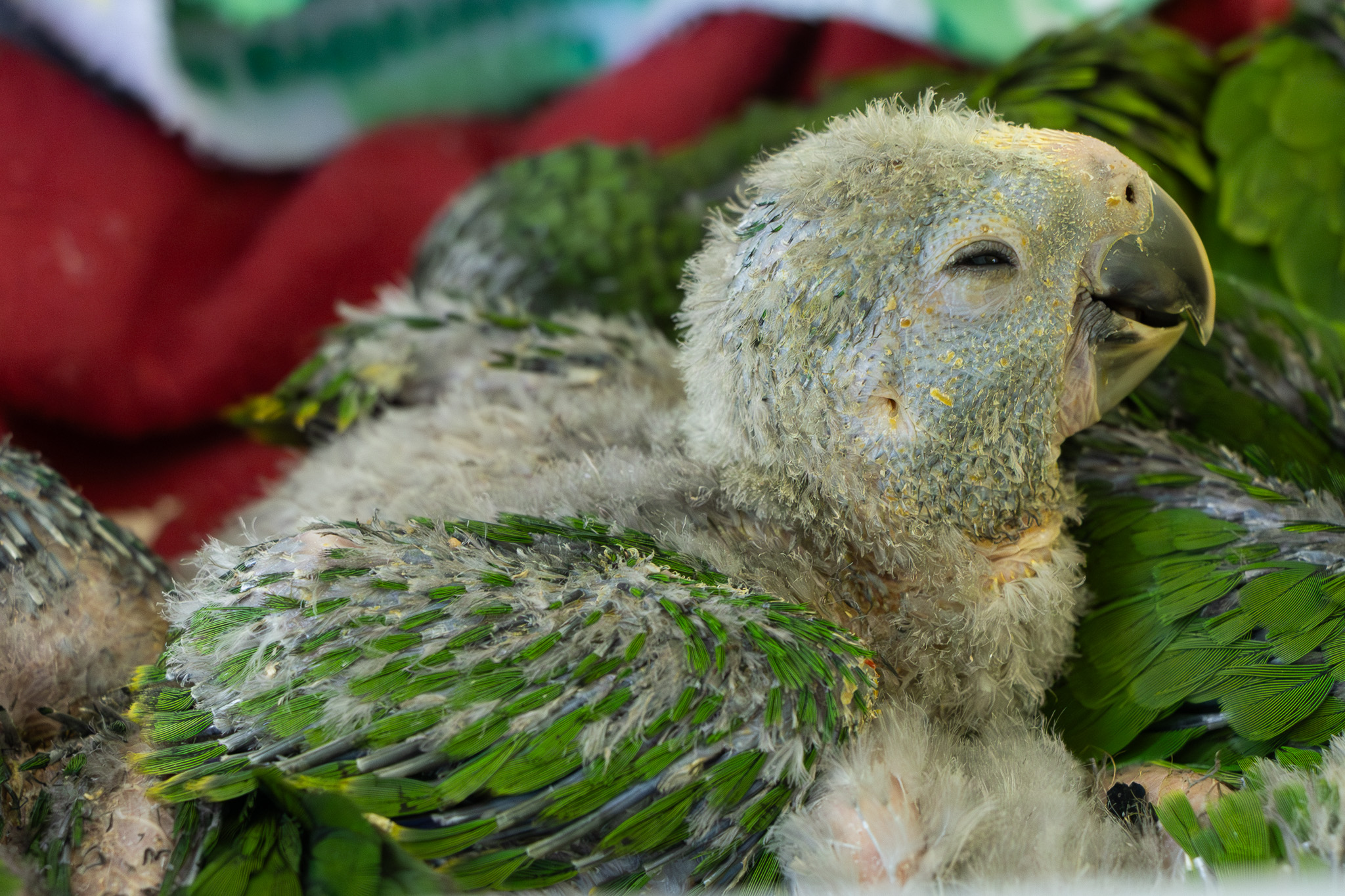 Loros decomisados