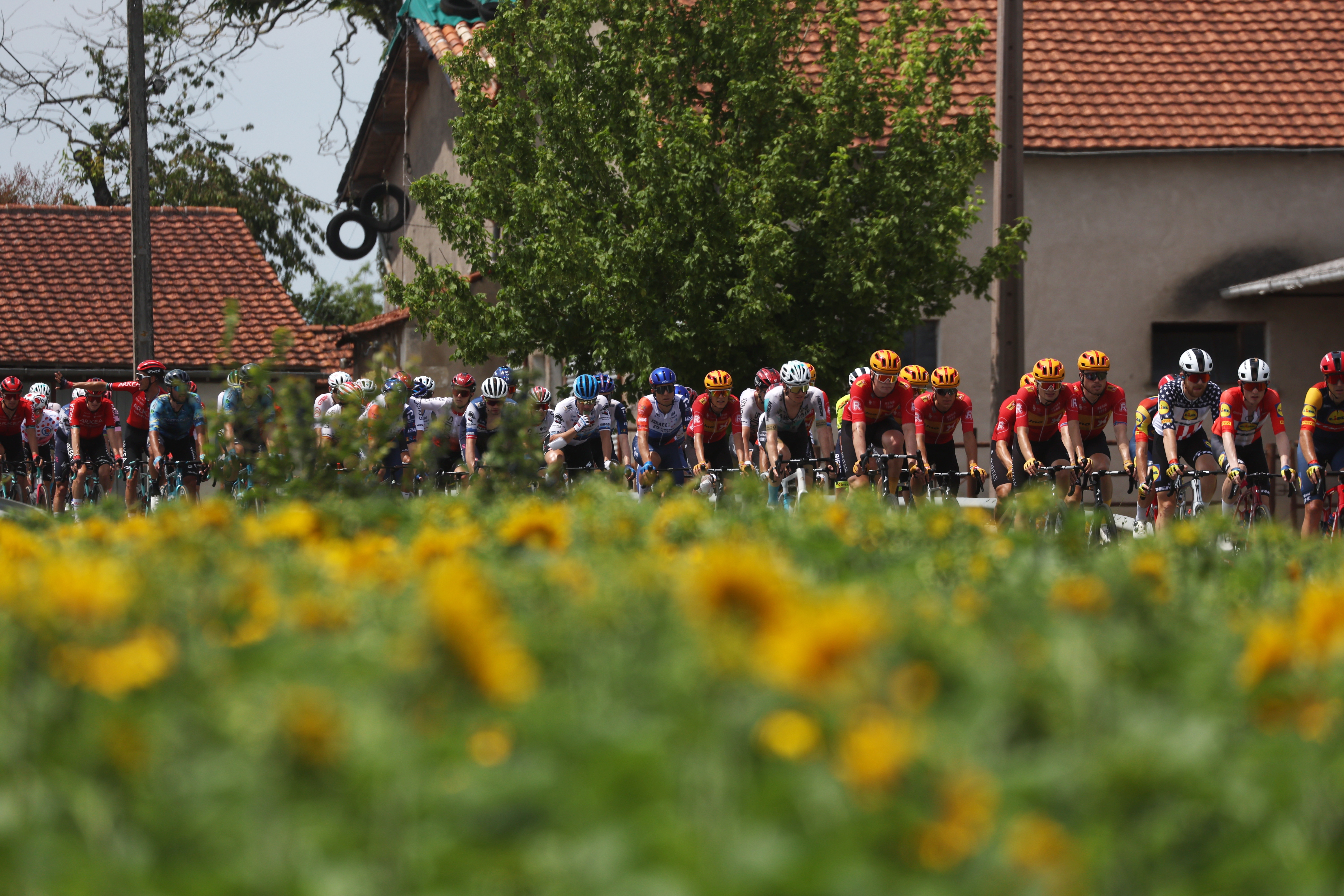 Libourne (France), 08/07/2023.- Riders pass next to a field of sunflowers during the 8th stage of the Tour de France 2023, a 201km race from Libourne to Limoges, France, 08 July 2023. (Ciclismo, Francia) EFE/EPA/MARTIN DIVISEK