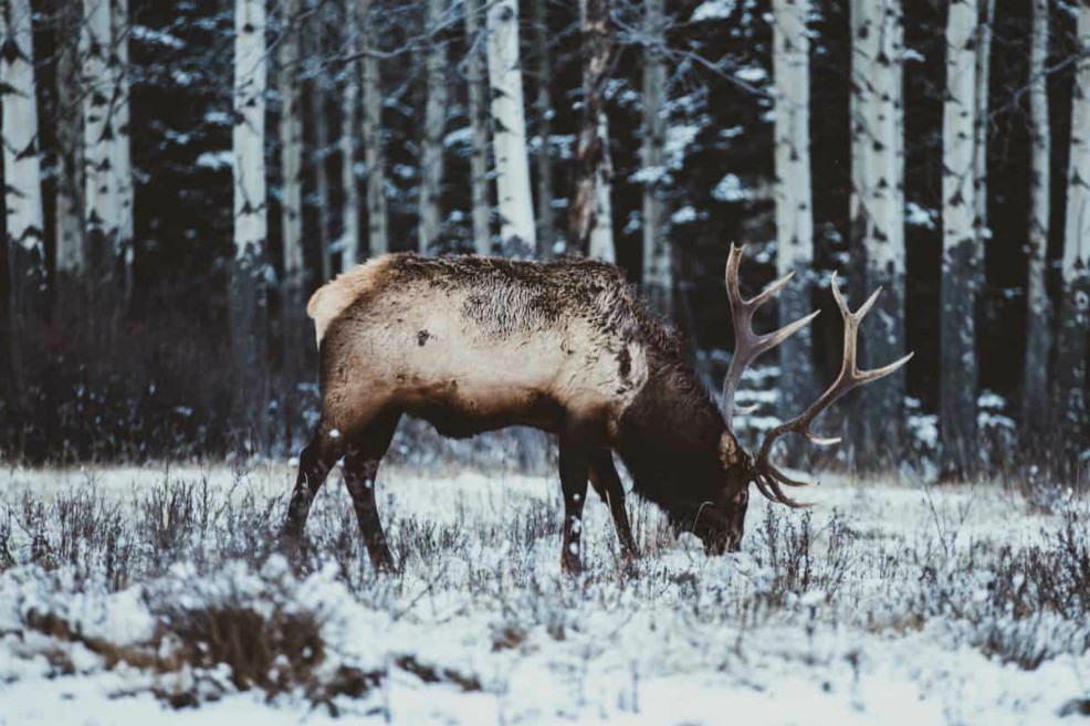 Se desmoronan las poblaciones del reno, uno de los símbolos de Navidad