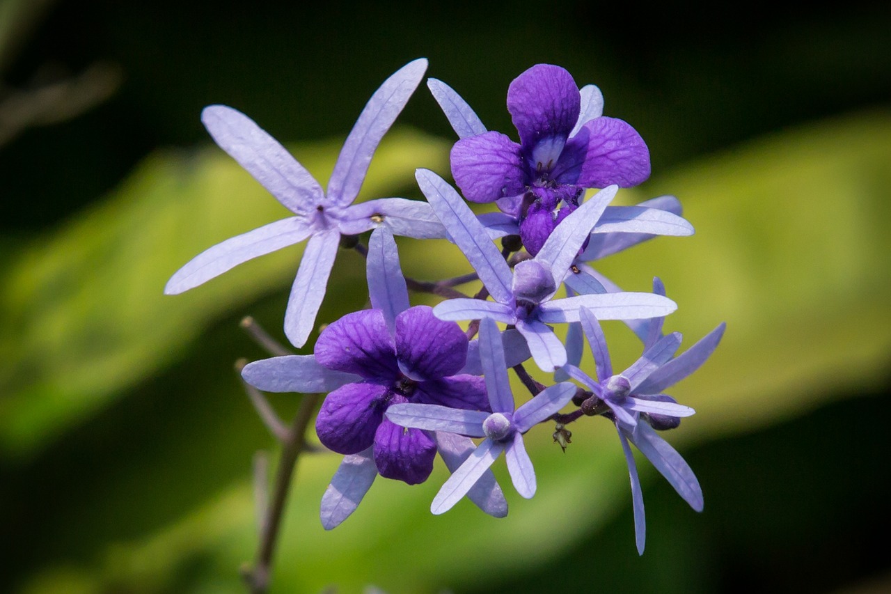 Según el Jardín Botánico de Bogotá, la Petrea, además de ser una especie utilizada ampliamente como ornamental, también es usada como medicinal