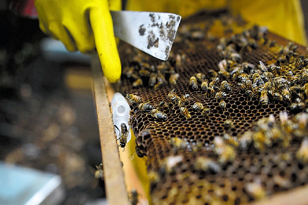 Para reconocer con mayor facilidad a las abejas reina se marcan con pintura en el tórax. El color representa el año en el que nacieron y está estipulado a nivel mundial.