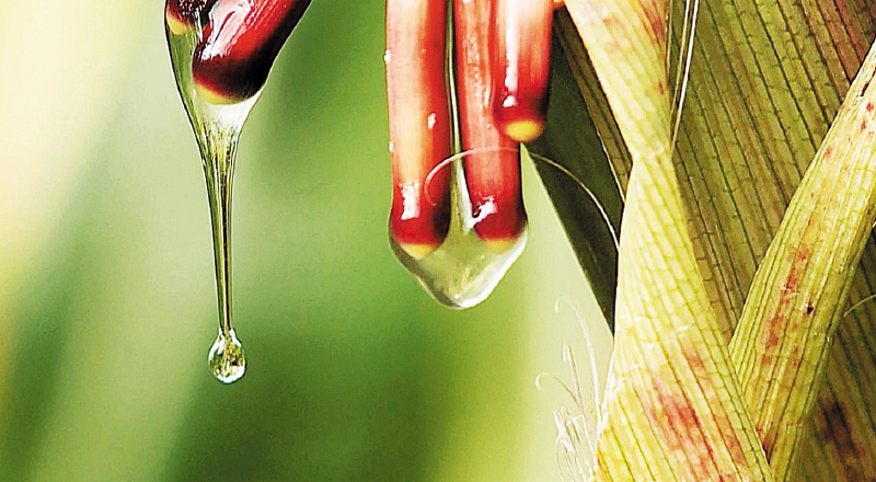 El primer maíz indígena que no necesita fertilizantes