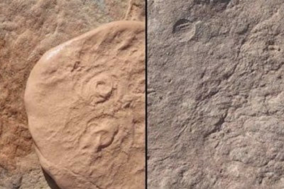 Investigadores identifican dos nuevas criaturas del origen de la vida animal