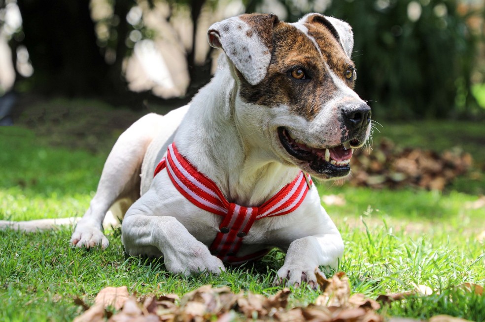 ¿Quiere adoptar un perro o gato? Nueva jornada de adopción en el Movistar Arena