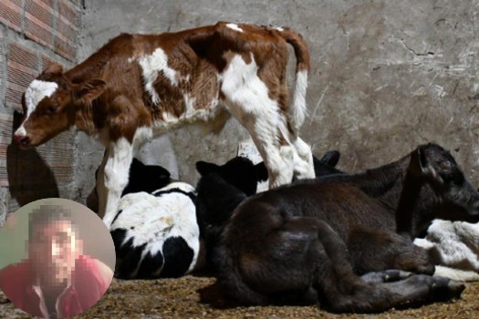 Judicializan dueño de predio donde funcionaba matadero ilegal en Suba 