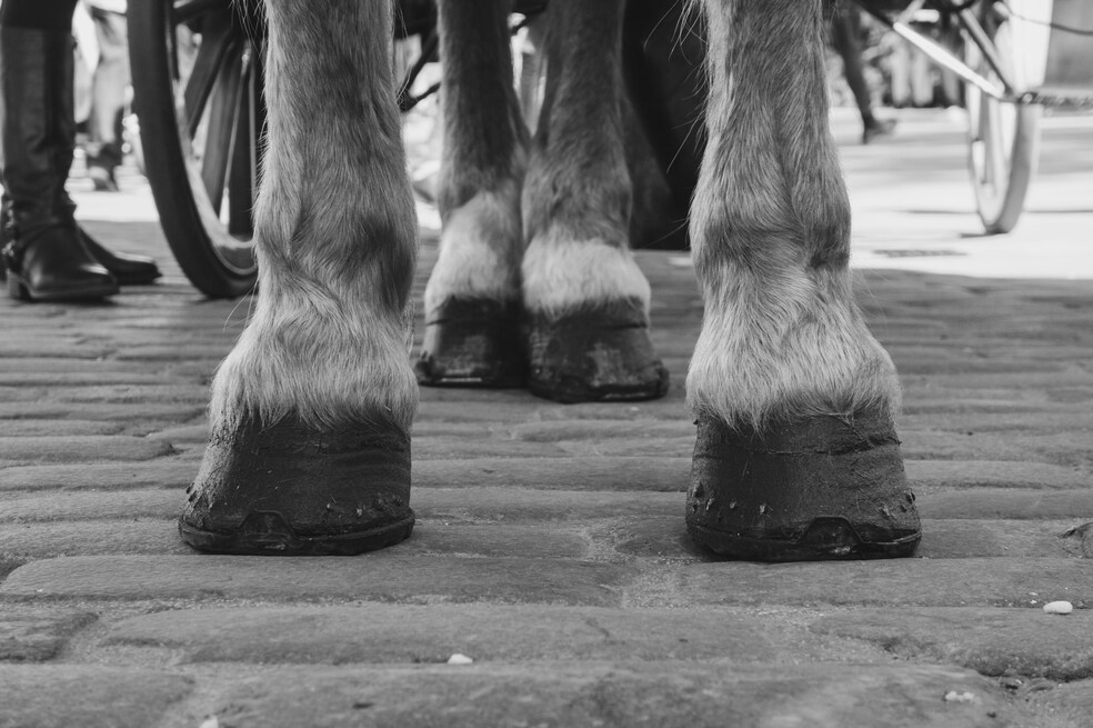 ¿Maltrato animal en Tolima? Autoridades investigan qué sucedió en una cabalgata