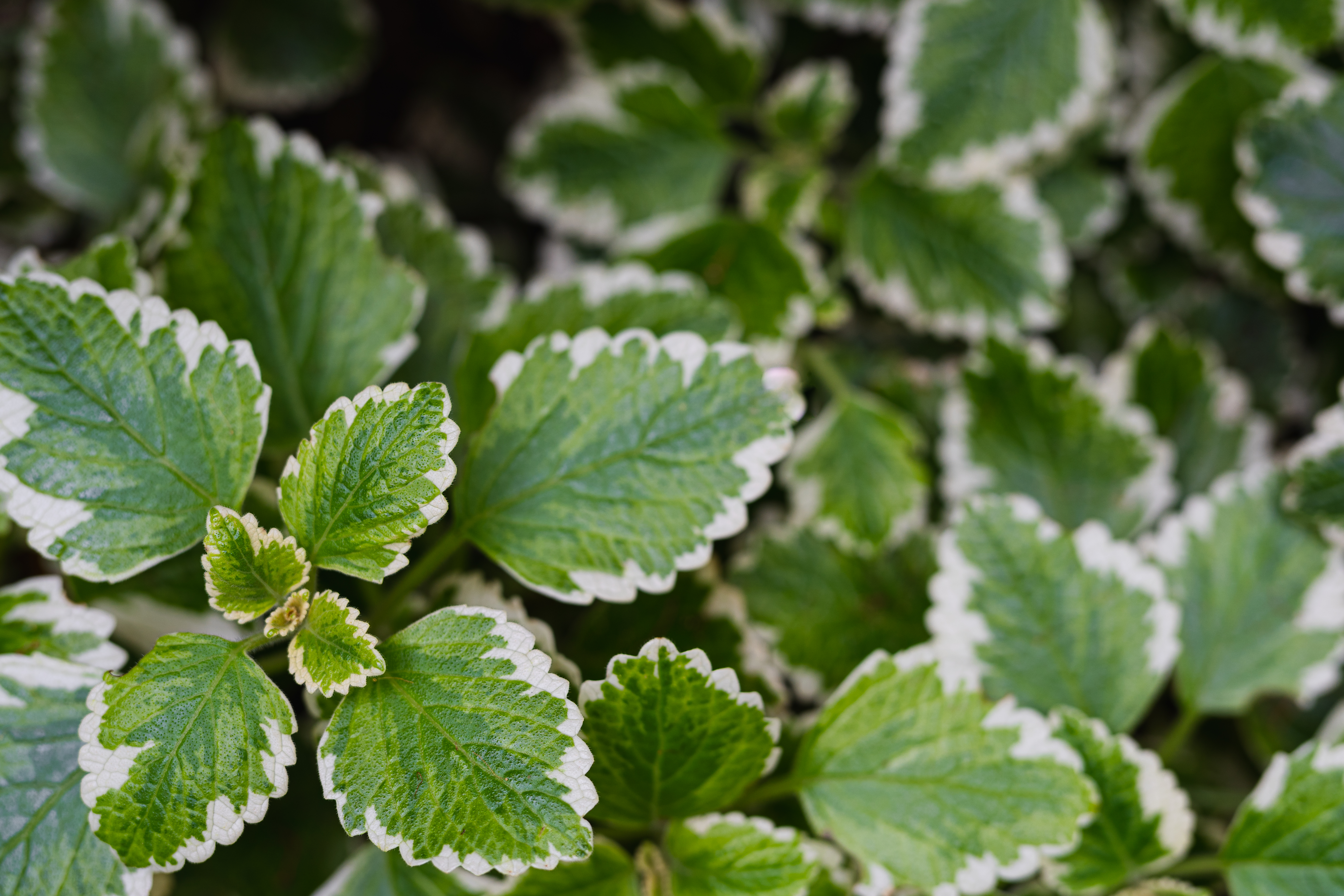 Fotografía en plano cerrado de las hojas de la llamada planta del falso incienso, que se dan verdes, pero con bordes blancos.