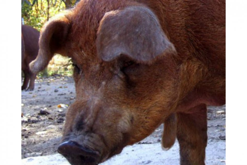 Animales en peligro de extinción porque nadie los consume