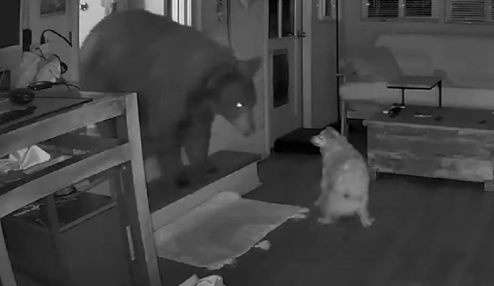 En video: cámara de seguridad grabó cómo un perro enfrentó a un oso en la cocina