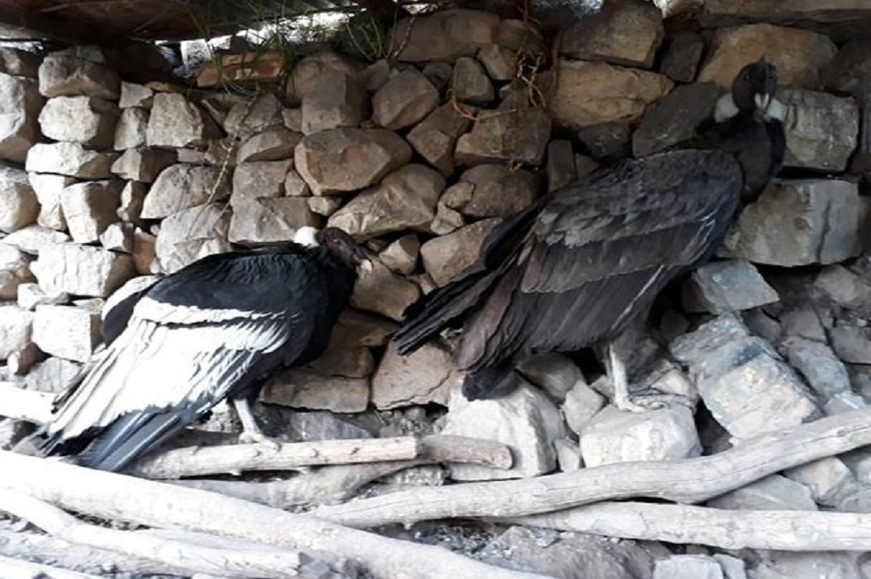 Dos cóndores serán liberados en el Páramo Almorzadero, en Santander