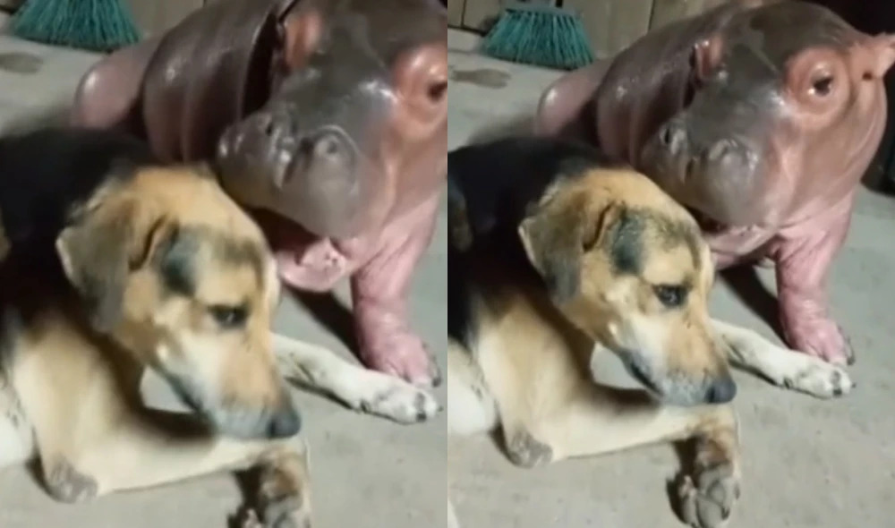 Hipopótamo y perro grabados en Puerto Triunfo no son amigos; son un gran problema