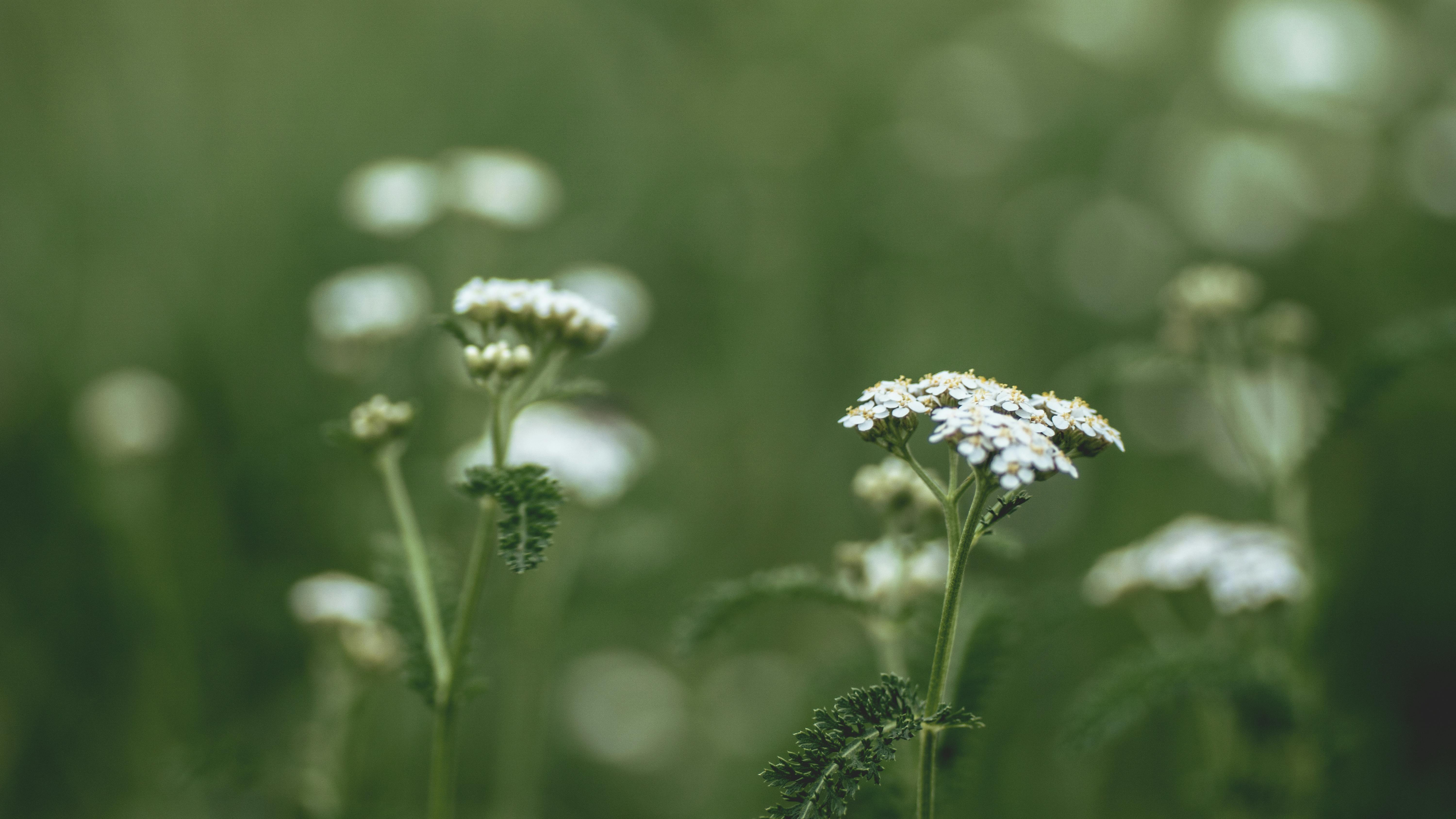 ¿Para qué sirve la milenrama? La planta que ha cautivado por sus muchos beneficios