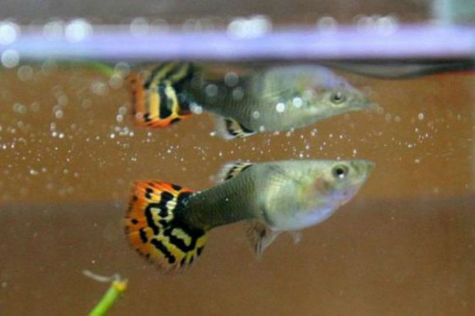 Con peces buscan atacar Chicuguña en Cali