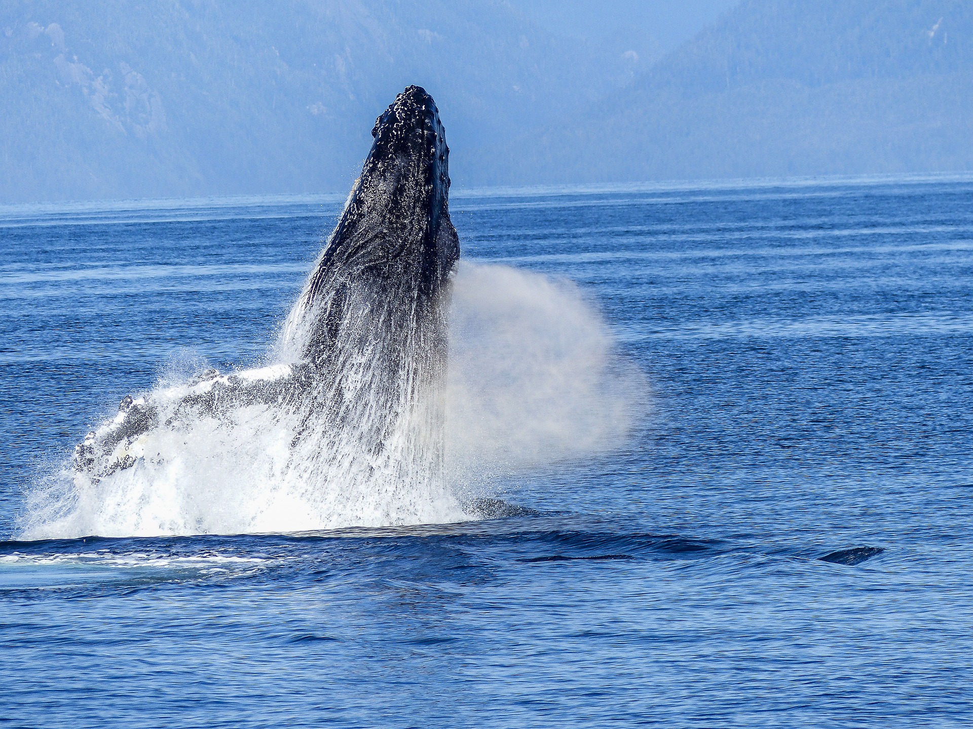 Avistamiento de ballenas en Colombia: las mejores fechas y lugares para verlas
