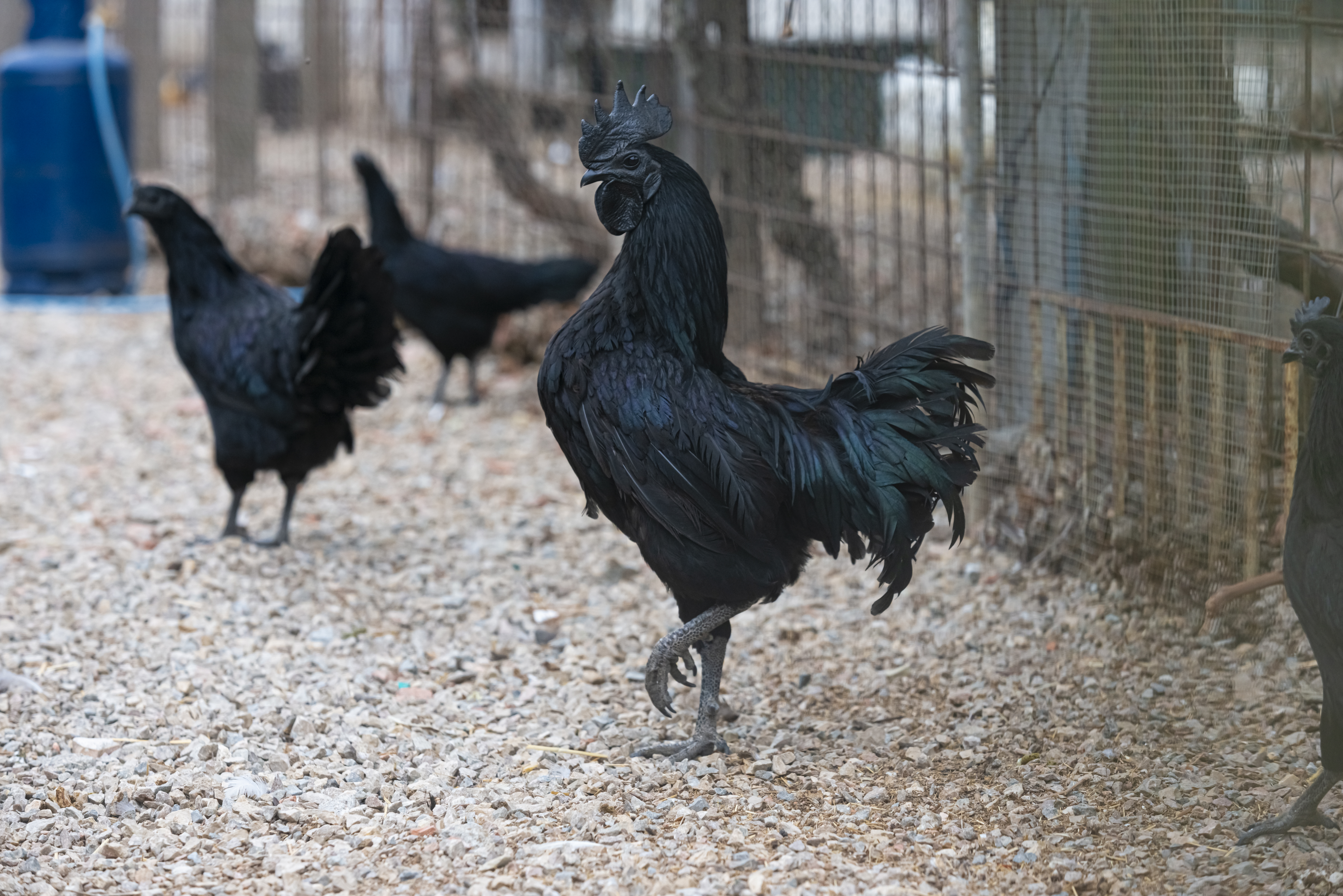 La razón por la que este pollo tiene sus plumas, huesos, tejidos y órganos negros