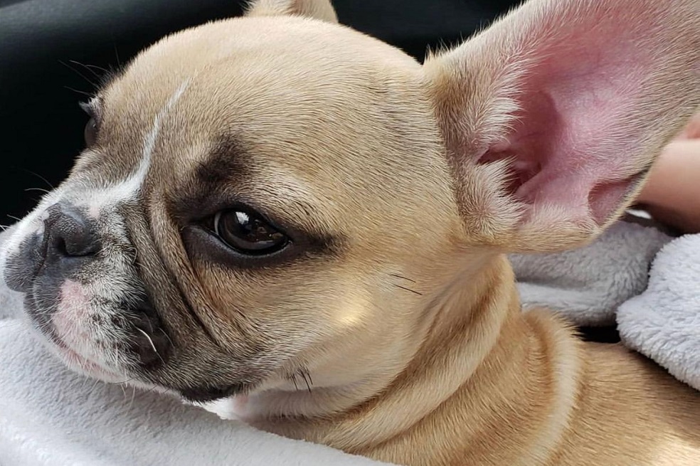 Distrito responde a polémica sobre perro que fue devuelto a su presunto maltratador