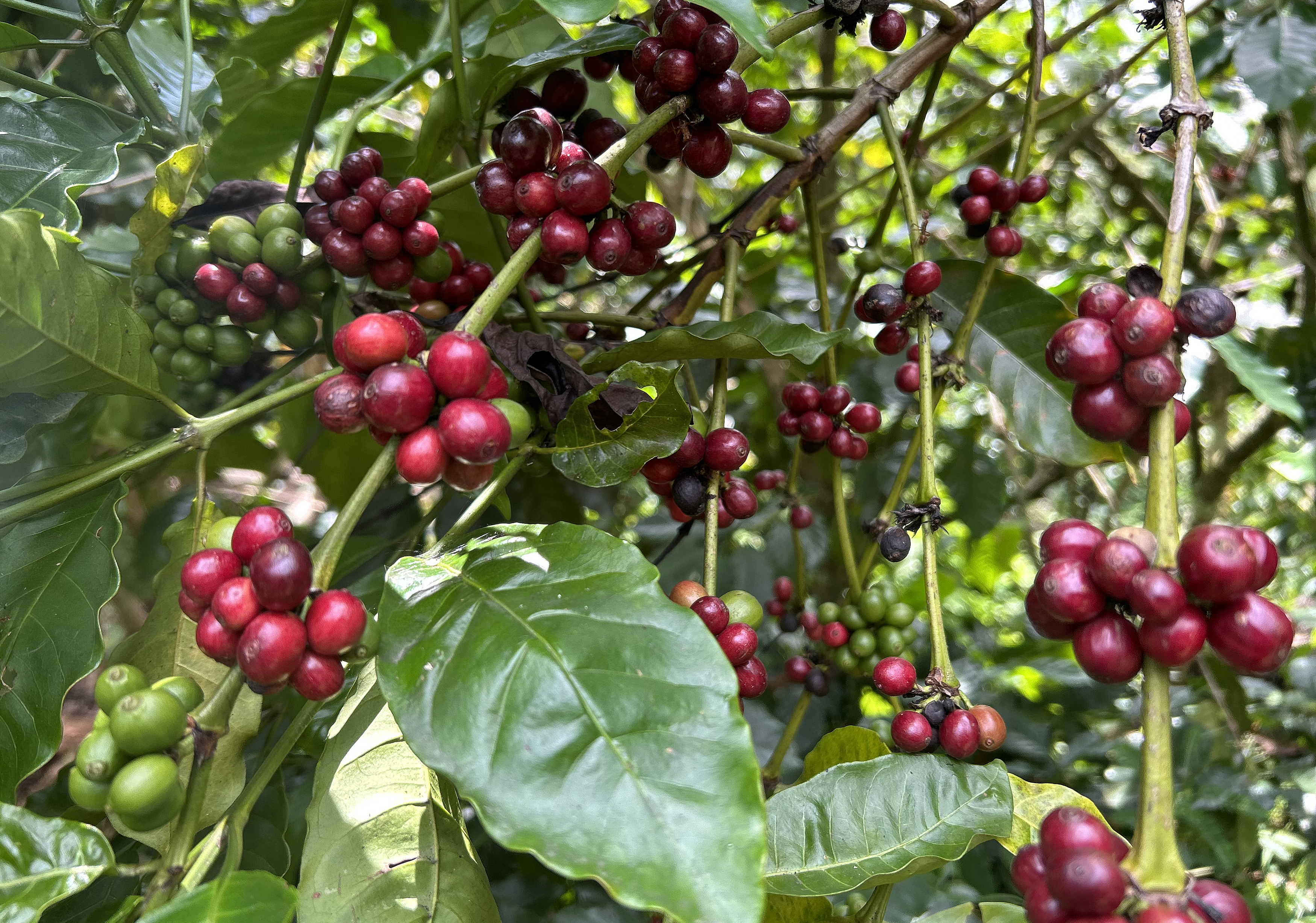 Precio del café: ¿cuáles son los factores que han contribuido a su incremento?