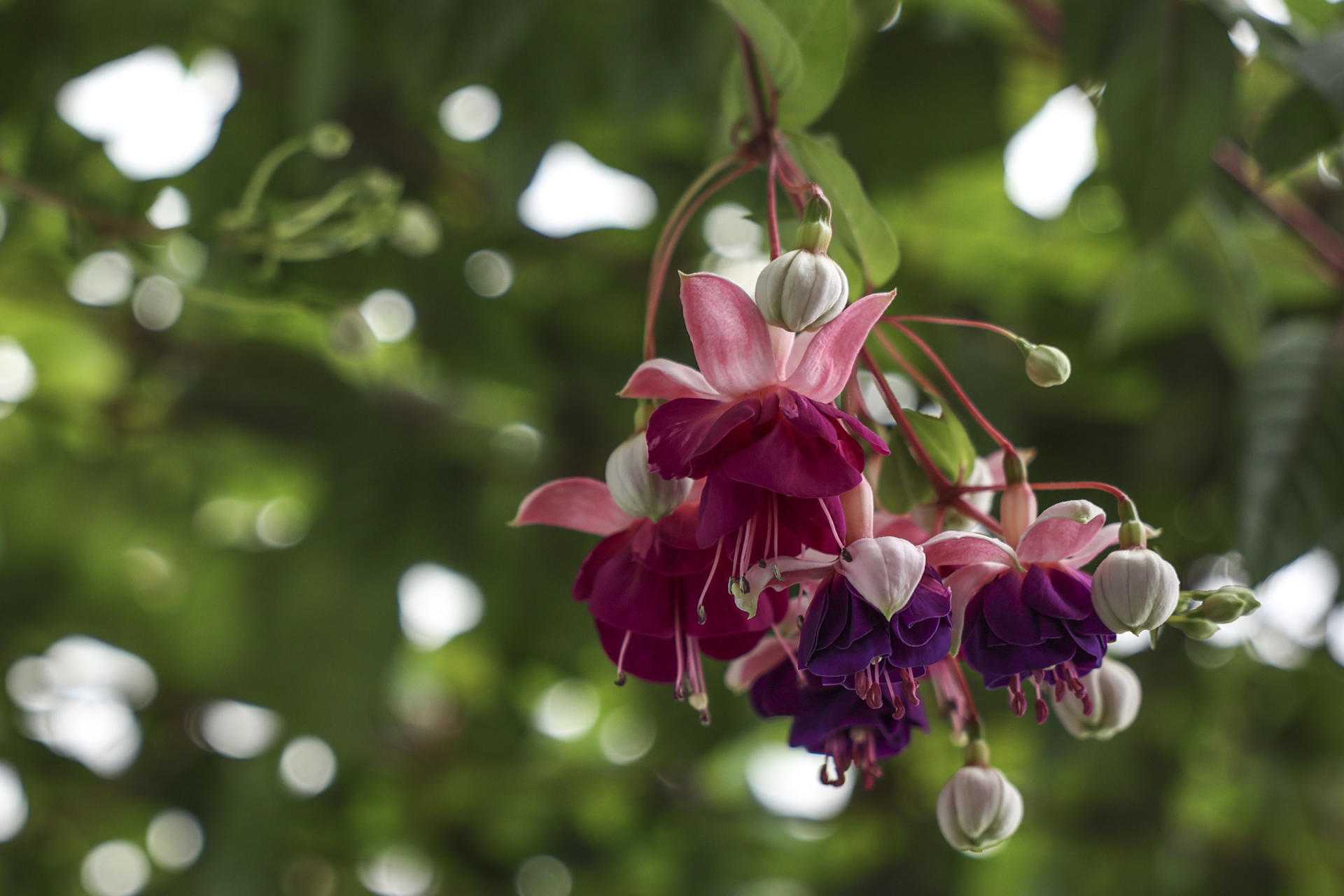 Pendientes de la reina o fucsia: la planta ornamental que también se puede comer