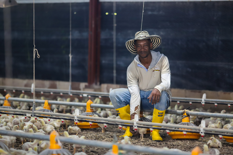 En la Granja Salomé, ubicada en Buenos Aires (Cauca), hay un proyecto avícola que se incautó por posibles lazos con narcos y ahora lo manejan campesinos.