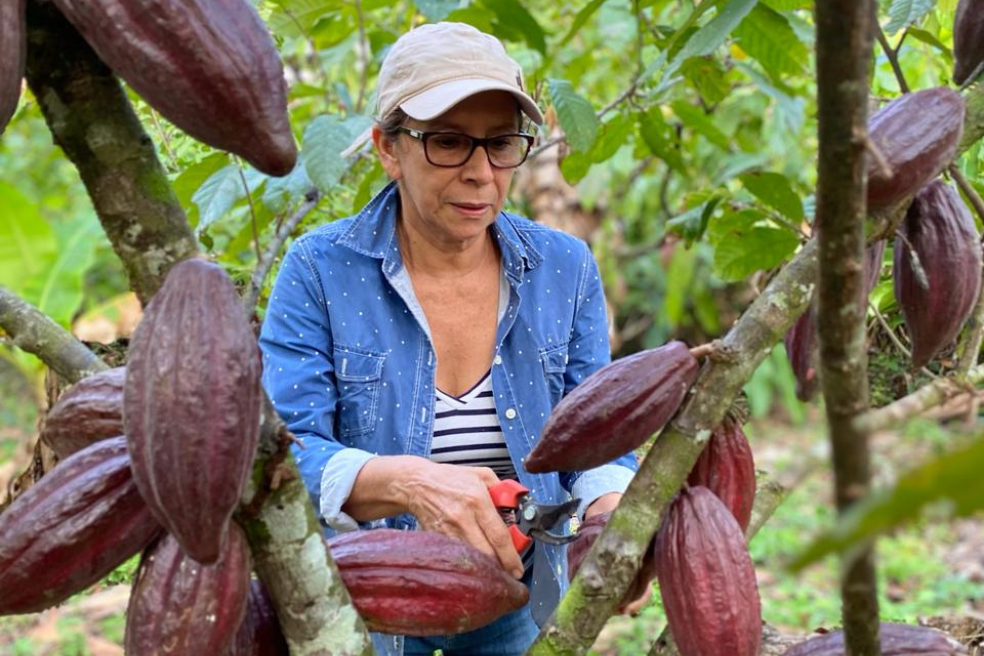 En Arauca, Guaviare, Vichada y Meta, el cacao es de los cultivos permanentes más importantes.