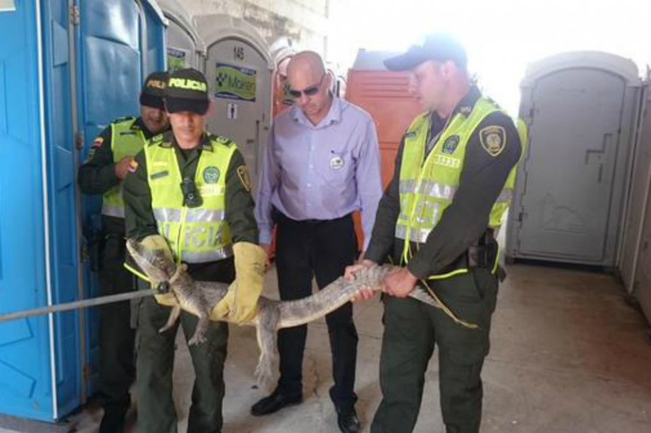 La babilla fue encontrada dentro de la bodega de una empresa en la mañana de este lunes / Tomada de @milotrujillo 