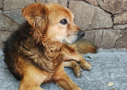 Perros de cuadra en Bogotá: cuando un barrio entero se convierte en hogar