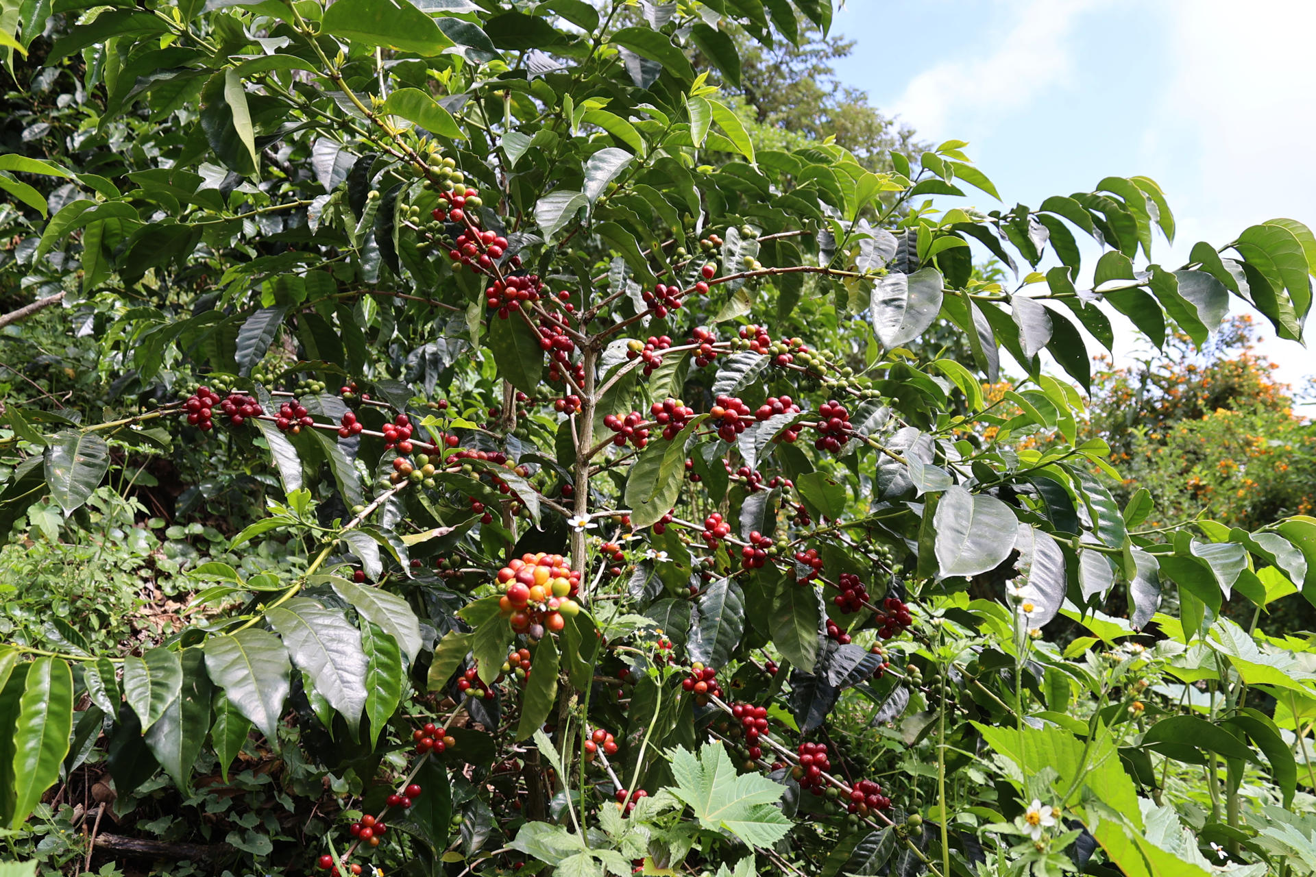 La producción de café cayó el 29 % en marzo: estas son las razones