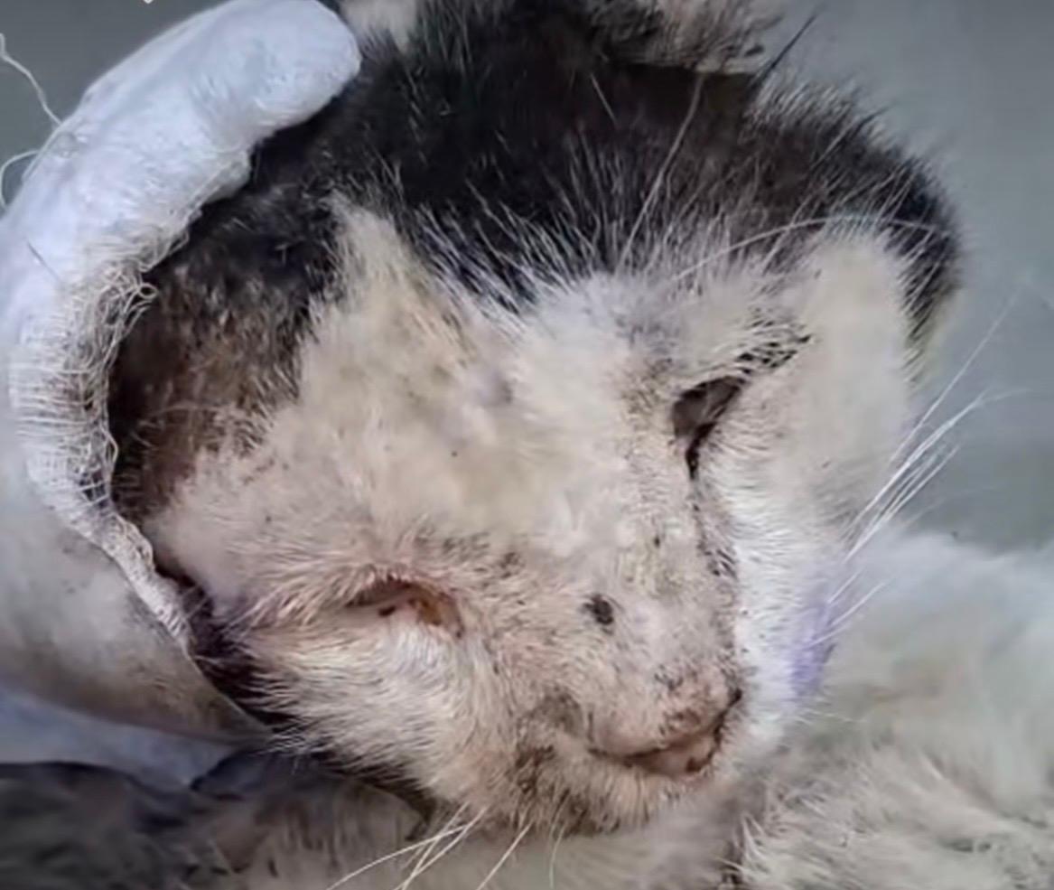 Gatito fue rescatado en Santa Marta con gusanos en la cabeza: “cada día es una batalla”