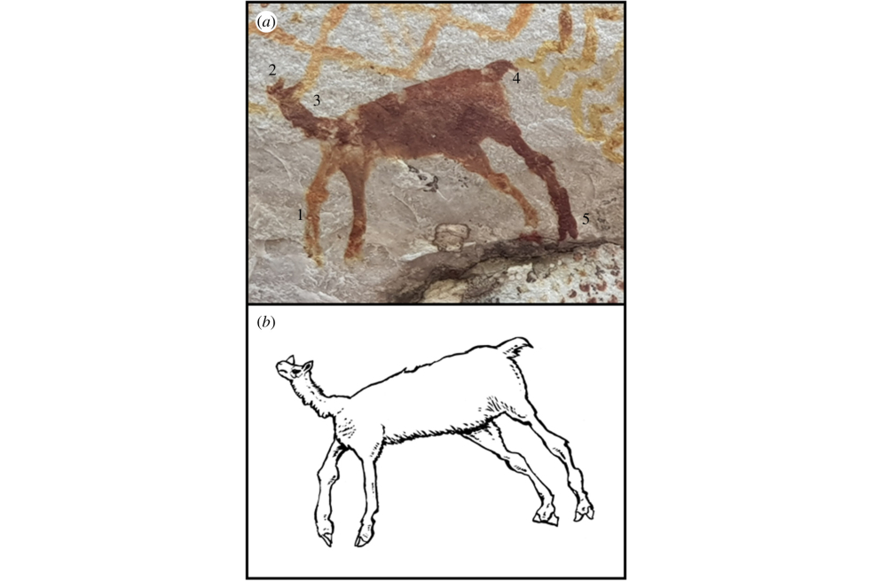 Pintura de 'Camelidae' en La Lindosa. Se identifican patas delanteras más pequeñas que las traseras, cabeza pequeña, cuello largo y delgado, dos dedos en los pies y "cola de 'camélido'". Reconstrucción artística de Mike Keesey.