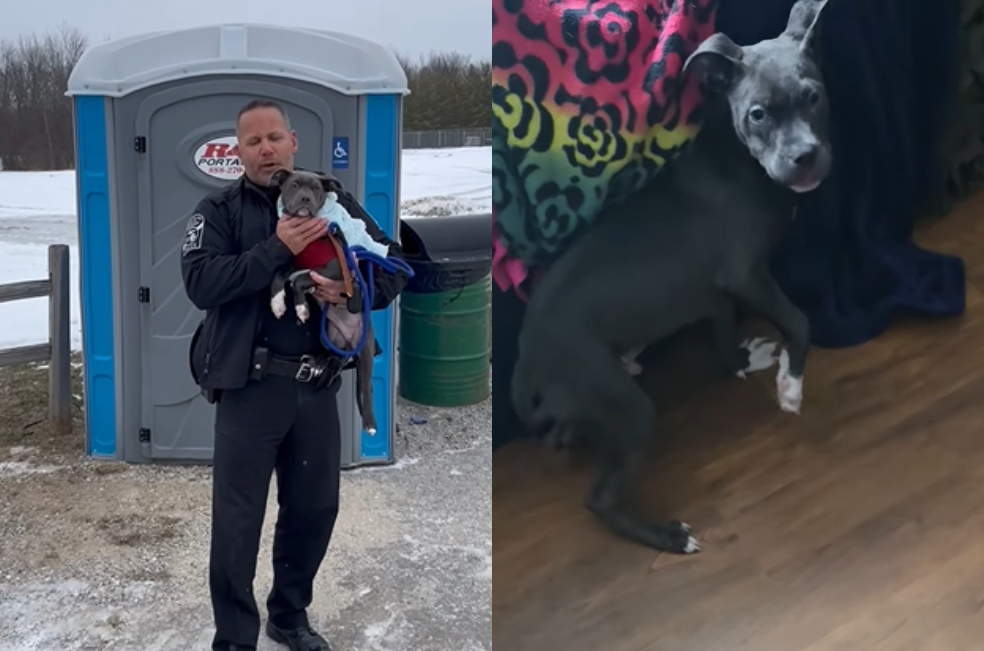 Abandonan a cachorro pitbull en un baño portátil: ya encontró un nuevo hogar