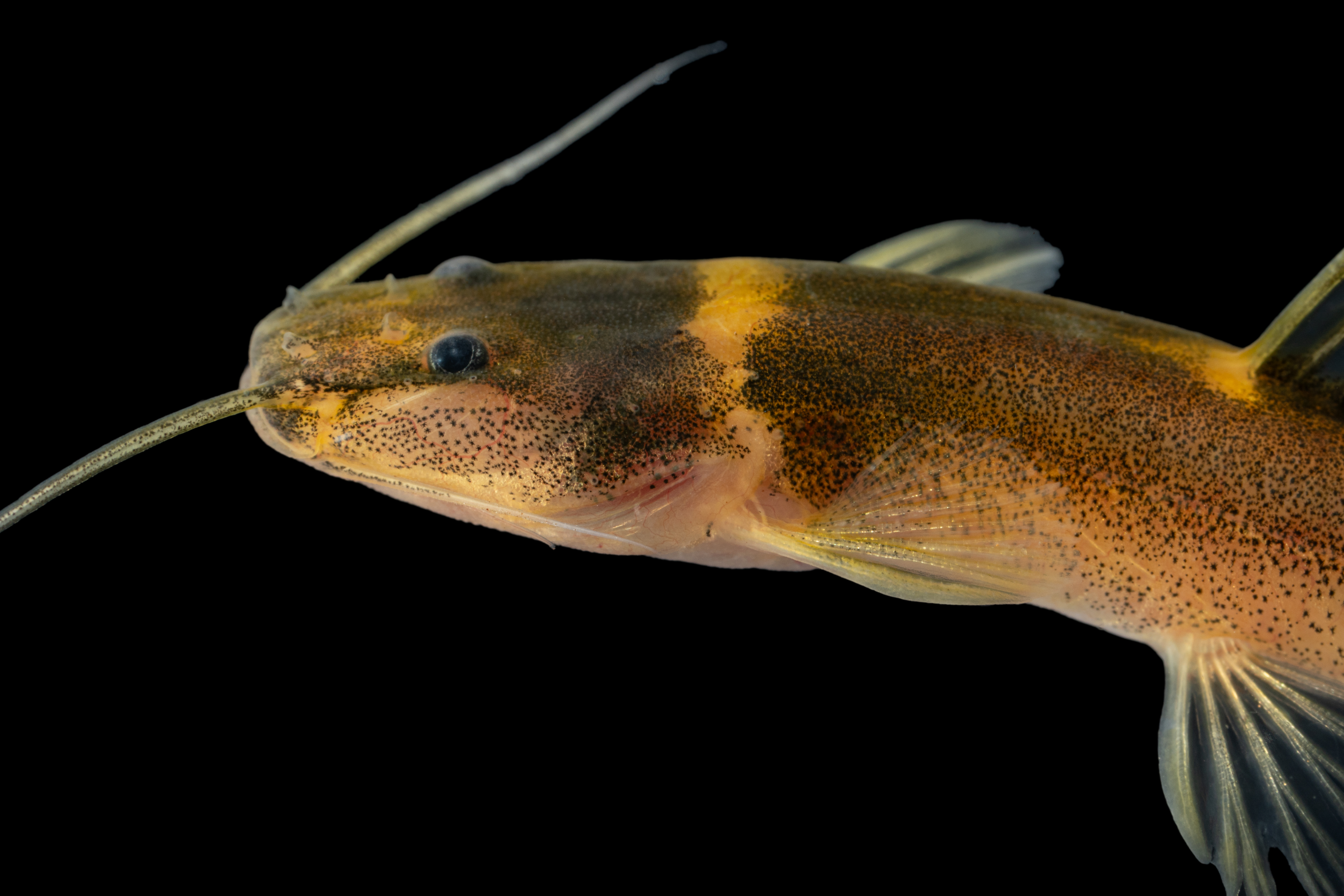 Especie Magdalenichthys poira.