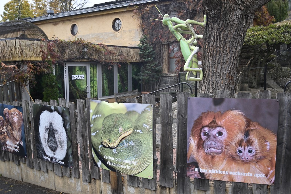 Una cobra real escapa de su recinto en el zoológico Skansen, de Estocolmo