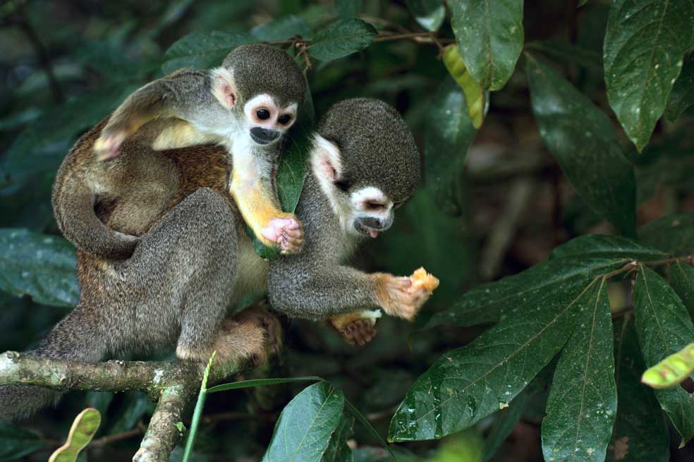 Un recorrido por la biodiversidad