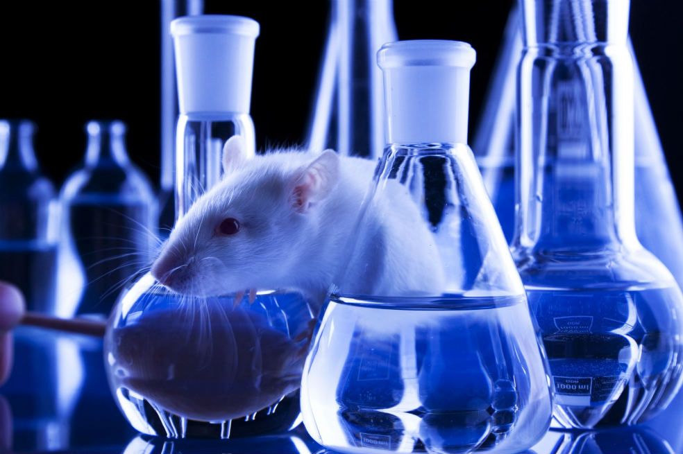 Europa prohibe comercializar cosmético probados en animales