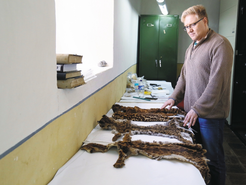 Ruiz encontró el pelaje en las gavetas de la colección biológica del Humboldt en 2001. / Claudia Rubio - El Tiempo