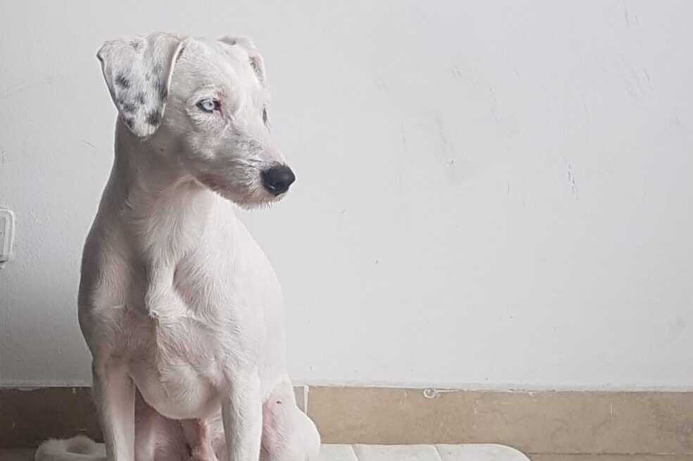 Tenencia de mascotas con discapacidad, entre retos y aprendizajes