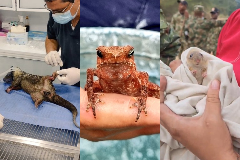 (Videos) Héroes rescatan a los animales afectados por los incendios en Santander