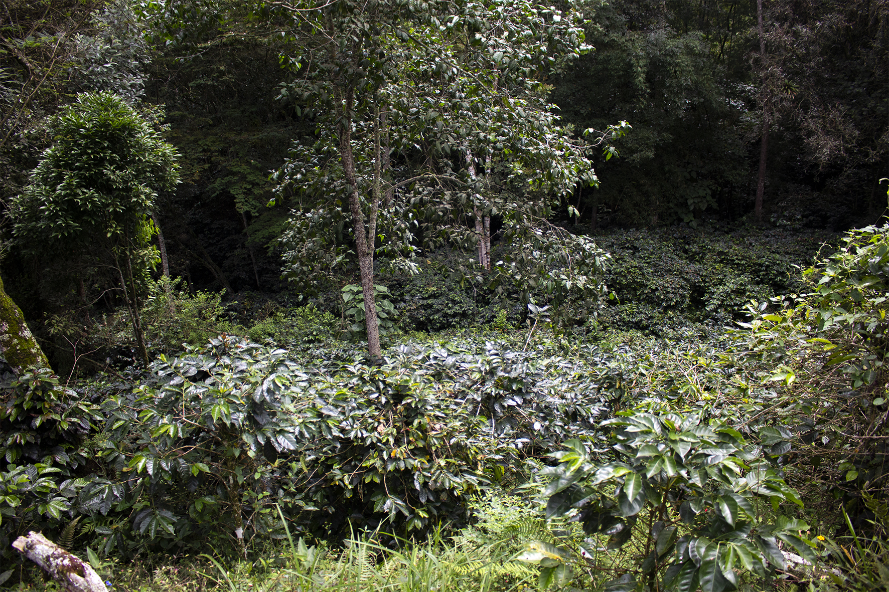 Que Colombia sea reconocido como un país cafetero no es vano, de los 32 departamentos que hay, en 23 se cultiva café, y los procesos que los caficultores han aplicado hacen que el café colombiano no tenga comparación. En la finca de Hugo Acosta, caficultor de Arbeláez, Cundinamarca, una parte del cultivo de café se hace con sombrío, para dar ciertas características de sabor y calidad del producto; y también directamente bajo el sol, que garantiza una producción mayor pero con un calidad diferente.