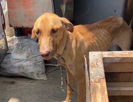 Rescatan a Esperanza, perrita que vivía encadenada y desnutrida en casa de Cali