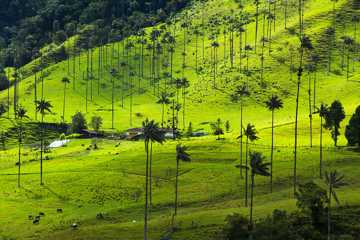 Polémica por las 23.000 palmas de cera para repoblar el Valle de Cocora que no aparecen