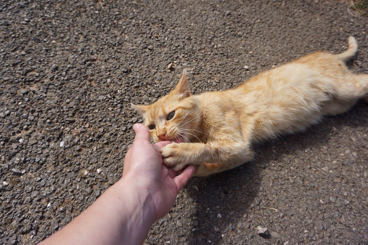 ¿Por qué los gatos muerden a sus dueños? Estas son algunas razones