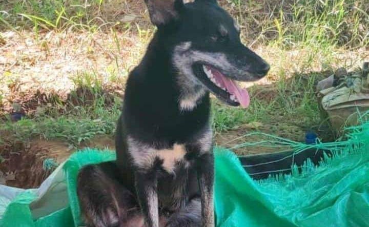 Perrita murió luego de que, al parecer, fuera golpeada y arrojada a un río en Antioquia