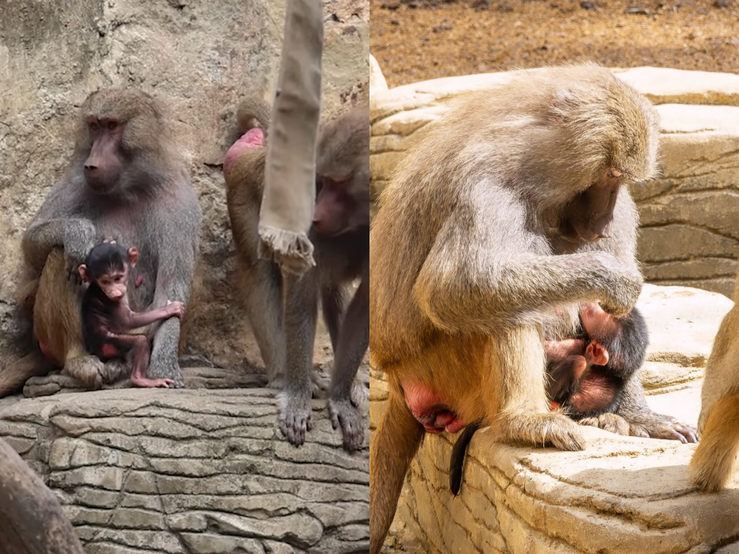 Conozca al nuevo mono papión sagrado que nació en el Zoológico de Cali